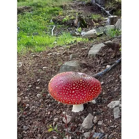 Hébergement de vacances On The Dachsberg